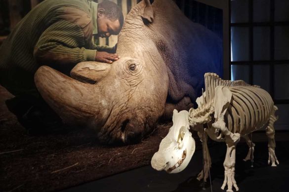 Национальный музей Národní muzeum