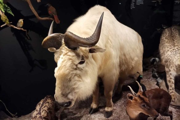 Национальный музей Národní muzeum